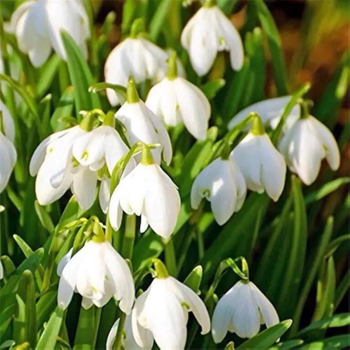 White Galanthus Nivalis Flower Seeds for Planting - NON GMO Seeds Dhara Seeds