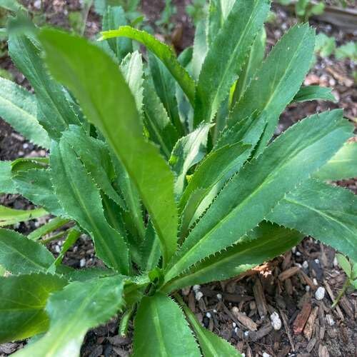 Green Culantro