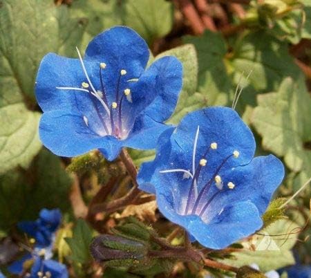 California Blue Bell Endymion Flower Seeds, Seeds