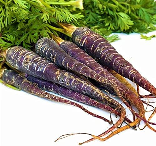 Carrot Daucus Carota Purple Haze Vegetable Seeds for Planting – Colorful Root Variety for Kitchen Garden and Fresh Harvest