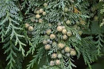 Pendula Chamaecyparis Nootkatensis Seeds for Planting-NON GMO Seeds Dhara Seeds