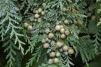 Pendula Chamaecyparis Nootkatensis Seeds for Planting-NON GMO Seeds Dhara Seeds