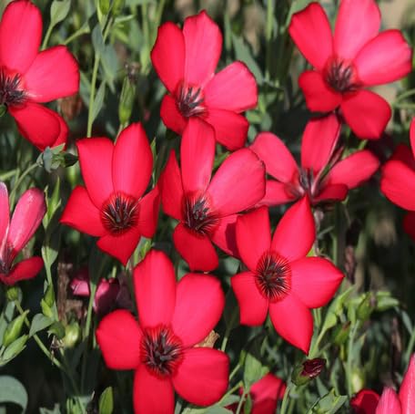 Red Linum Grandiflorum Flower