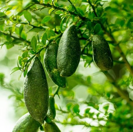 Finger Lime Fruit Green - Heirloom, Non - Gmo Seeds