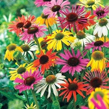 Mixed Echinacea Coneflower Seeds for Planting - Heirloom & Non-GMO Garden Seeds
