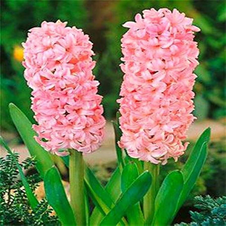 Hyacinthus Orientalis Seeds for Planting NON GMO Seeds