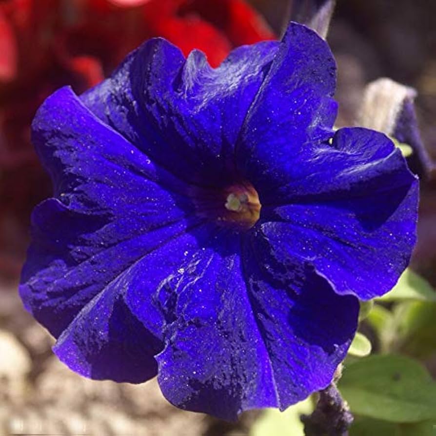 Rare Blue Petunia Seeds – Seeds for Unique Dark Blue Petunia Blooms