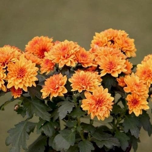 Orange Chrysanthemum Flower
