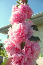 close-up of large, layered salmon petals on hollyhock blooms

