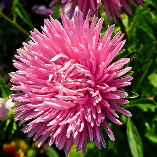 Pink Aster Flower - Heirloom, Non - Gmo Seeds