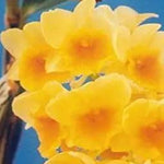 Yellow Densiflorum Seeds for Planting - 100 Dhara Seeds