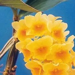Yellow Densiflorum Seeds for Planting - 100 Dhara Seeds