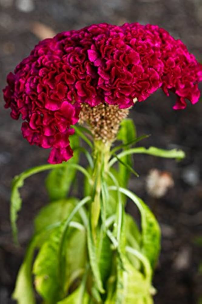 Celosia Cockscomb Yellow Mixed Plant Seeds for Garden