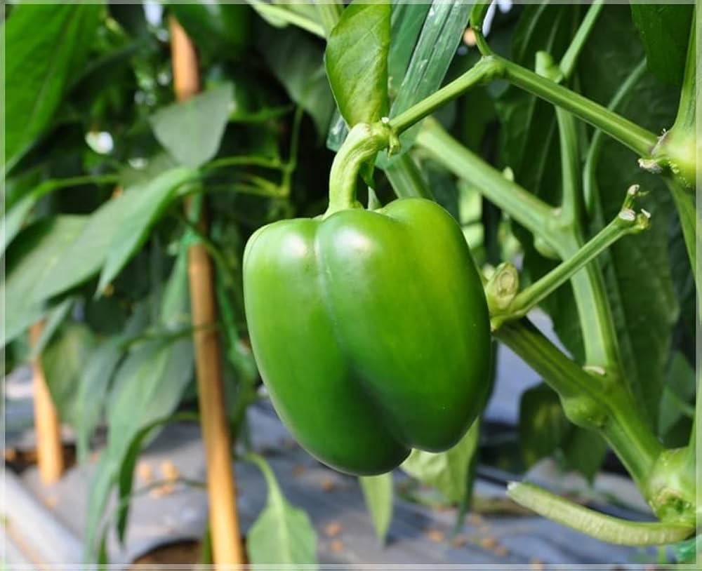 Capsicum Capsicum spp for planting in vegetable patch