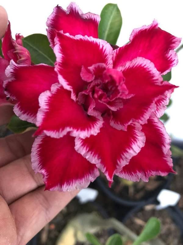 Desert Rose Adenium obesum Flower Seeds for Planting - Ideal for Indoor Garden & Desert Garden