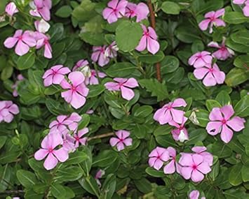 Organic Pink Catharanthus Flower Seeds for Planting – Heirloom, Non-GMO seeds for planting in home garden