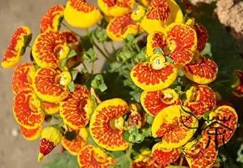 Yellow Calceolaria Crenatiflora Plant Seeds for Planting - NON GMO Seeds Dhara Seeds