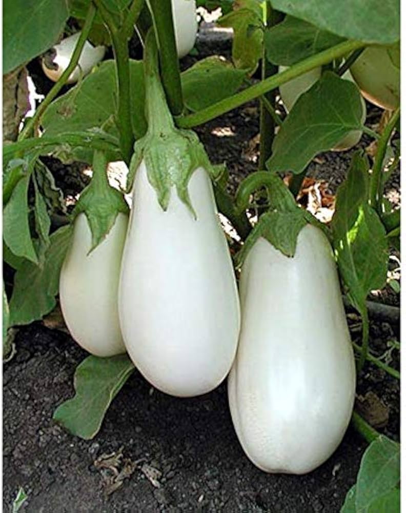 White Star Hybrid Eggplant Seeds | Long White Mild Eggplants – Heirloom, Non-GMO, High Germination Organic Garden Seeds