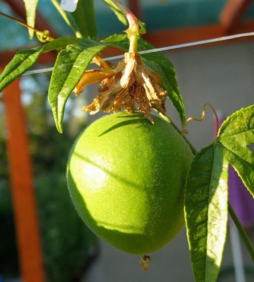Green Passion Fruit - Heirloom, Non - Gmo Seeds