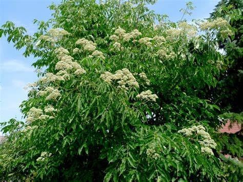Evodia Danielli Tree Evodia daniellii Seeds for Planting in Urban Garden and Flower Bed