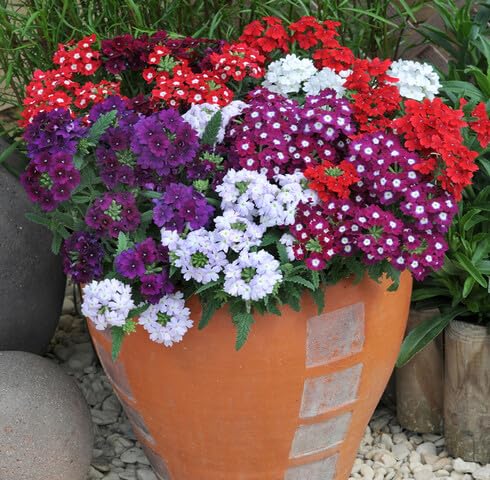 Mixed Verbena Flower - Heirloom, Non - Gmo Seeds