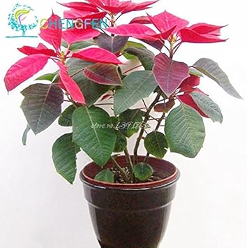 Heirloom Non-GMO Mixed Poinsettia Flower Seeds for Planting – Colorful Festive Blooming Seeds