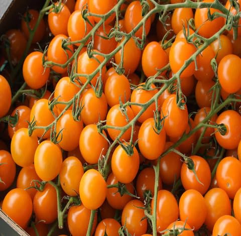 Orange Tomato - Heirloom, Non - Gmo Seeds