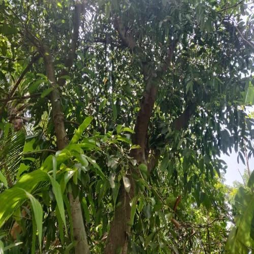 Green Cinnamon Tree