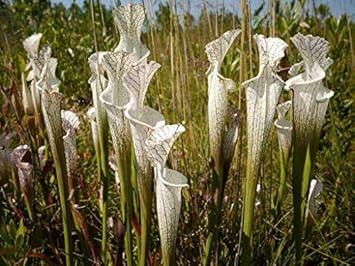 White Pitcher Heirloom Non Gmo Image