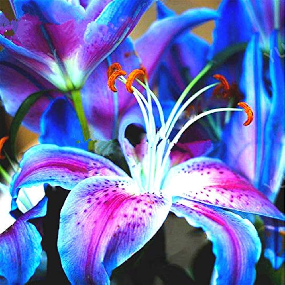 Lily Nymphaea Caerulea Flower seeds for Planting in water gardens or backyard garden landscapes