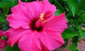 Heirloom Non-GMO Pink Hibiscus Flower Seeds – Bright Tropical Blooms for Garden Planting Dhara Seeds