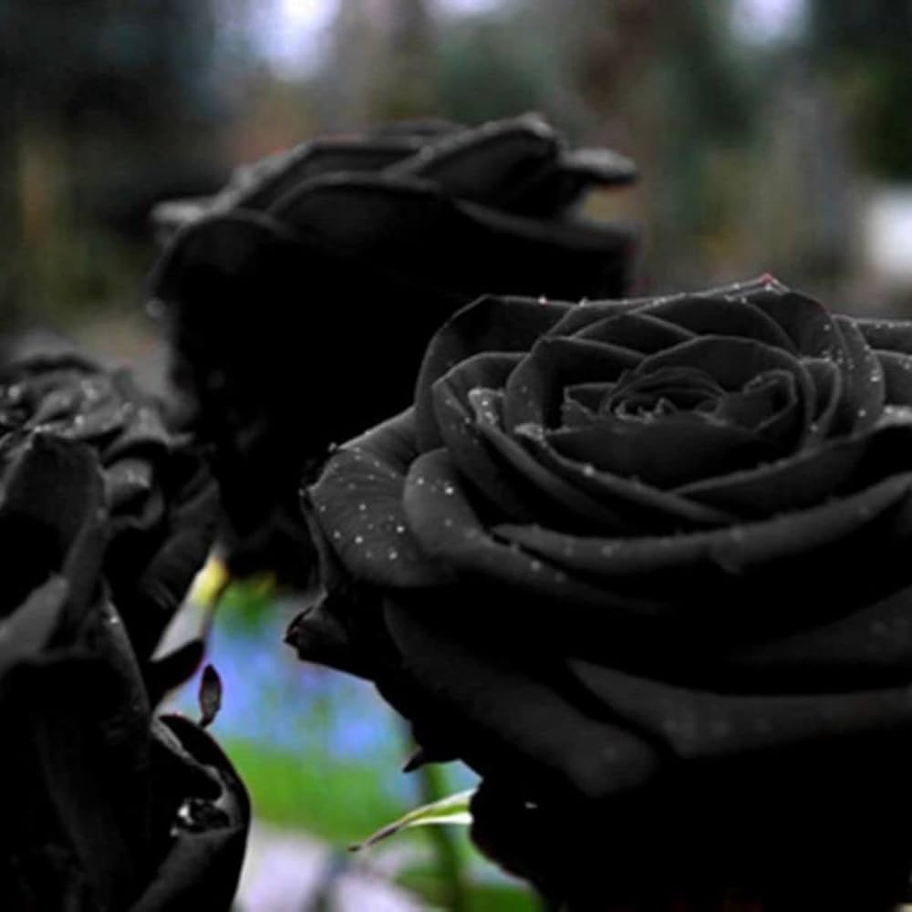 Black Rose Seeds ( , Rare, Beautiful Black Rose Flower)