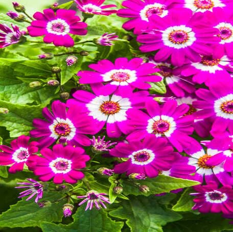Pink Cineraria Flower