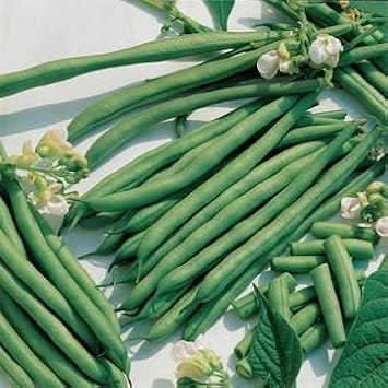 Green Bean Phaseolus vulgaris seeds for garden planting