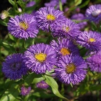 Violet (Violet scientific name) for planting in garden