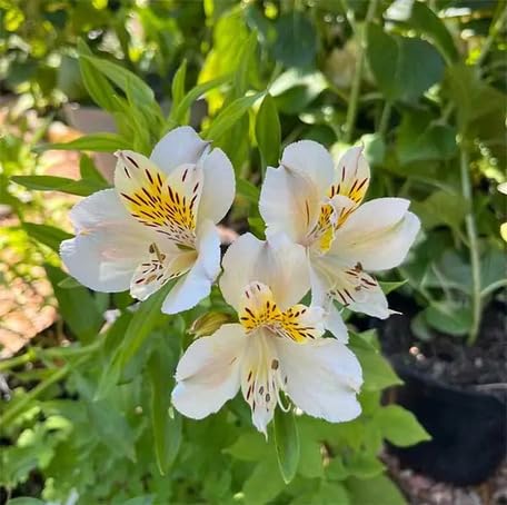 White Alstroemeria Flower - Heirloom, Non - Gmo Seeds