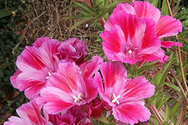 Pink Clarkia Amoena Flower Seeds for Planting - 100