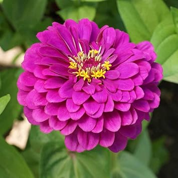 Deep Pink Zinnia Elegans Flower Seeds for Planting – Vibrant, Non-GMO Heirloom Seeds seeds for planting in home garden