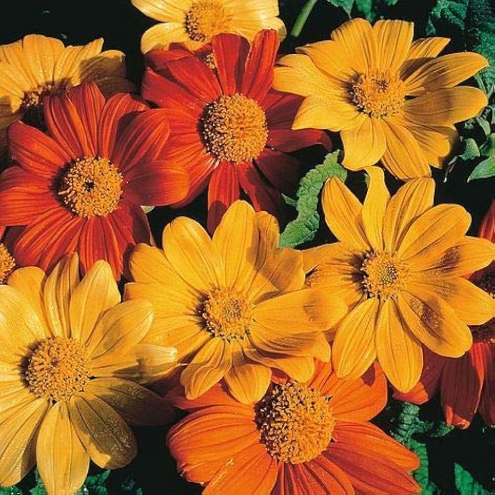 Mexican Sunflower Yellow Flowering Seeds For Planting