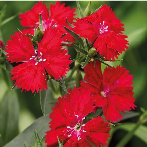Red Dianthus Flower - Heirloom, Non - Gmo Seeds
