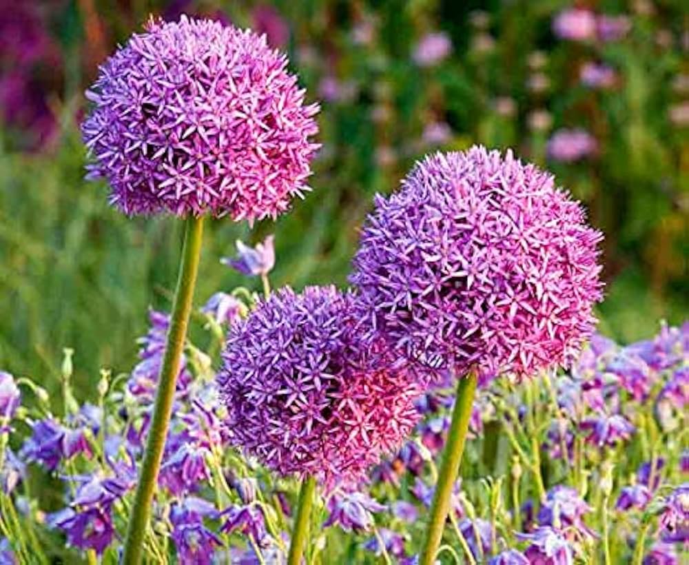 Allium Giganteum Seeds for Planting Sky Blue for Flower Beds and Borders