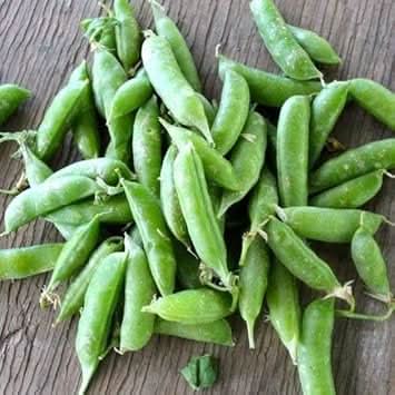 Green Pea Pisum sativum seeds for garden planting