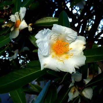 Egg Flower Seeds for Garden Planting – Heirloom, Non-GMO Bright Bloom Variety