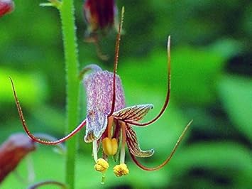 Mothers Menziesii Flower Seeds for Planting - 100 pcs