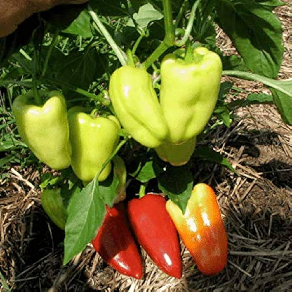 Gypsy Pepper Vegetable Seeds for Planting