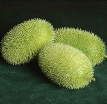 Wooly Bear Gourd Cucurbita pepo seeds for raised bed planting