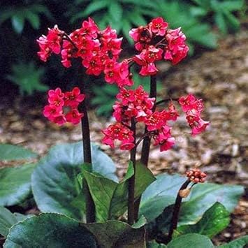 Red Bergenia Cordifolia Flower Seeds for Planting - 100 seeds for planting in home garden