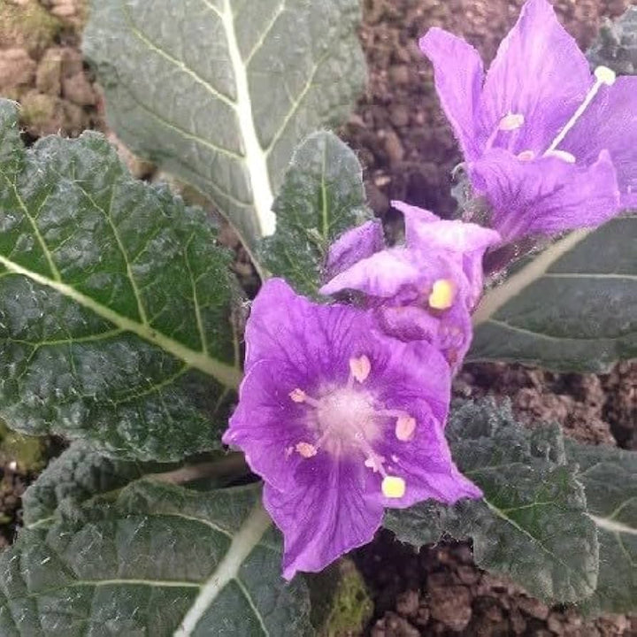 Mandragora Flower Seeds – Heirloom, Non-GMO Rare Garden Seeds for Planting Unique Blooms
