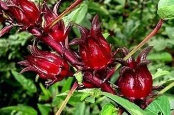 Roselle Flower Seeds for Planting - Non-GMO Heirloom Garden Seeds for Your Home Garden Dhara Seeds