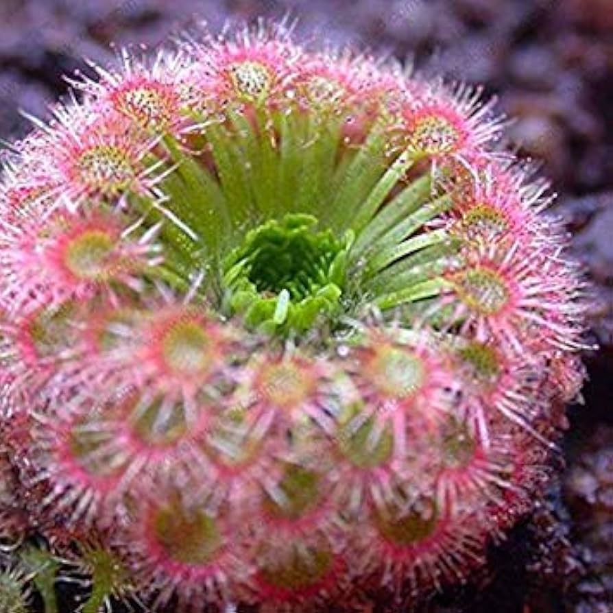 Sonnentau Clip Venus Flytrap for planting in home garden